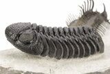 Nice Spiny Comura Trilobite With Morocops #214403-8
